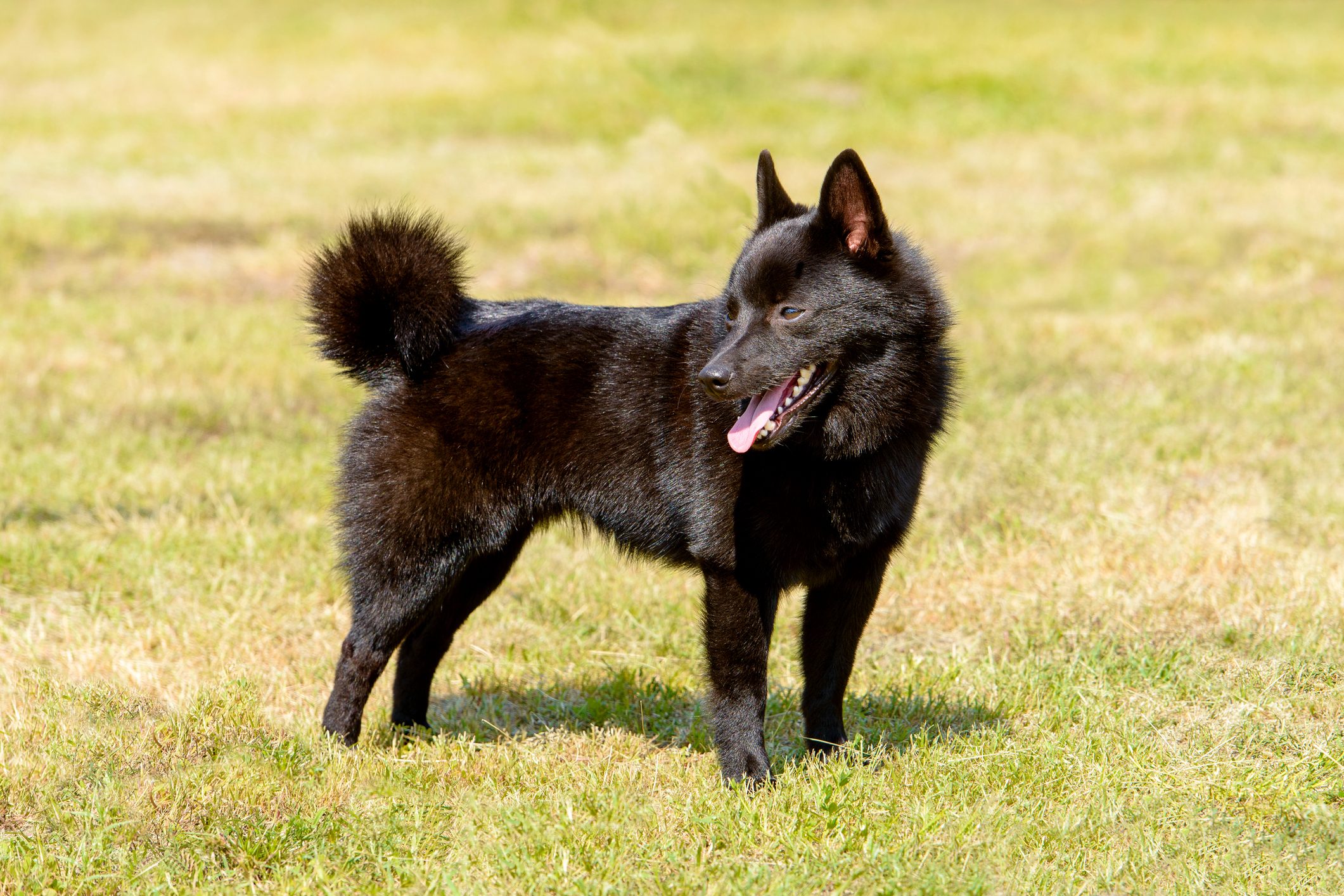A fluffy black dog stands panting in a grassy field, tongue out, looking to the side on a sunny day.