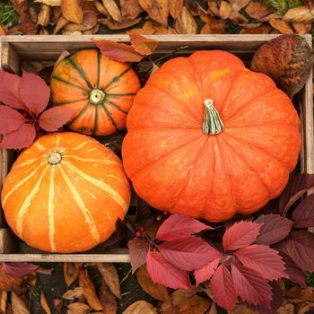 Pumpkins rest in a wooden crate, surrounded by vibrant red leaves, amidst scattered autumn foliage on the ground.