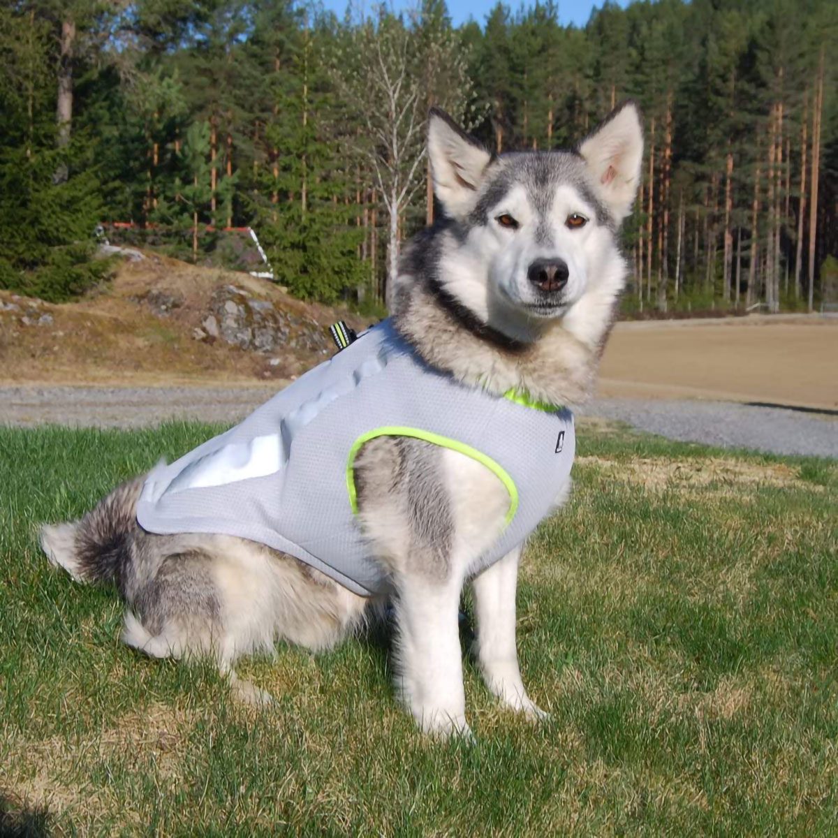 Sgoda Dog Cooling Vest