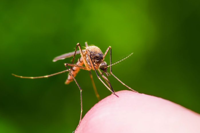 Yellow Fever Malaria Or Zika Virus Infected Mosquito Insect Bite On Green Background