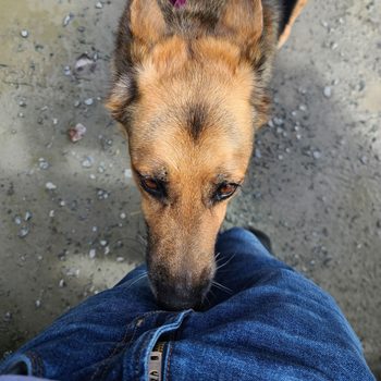 Dog nuzzles person's jeans, standing on gravel surface.