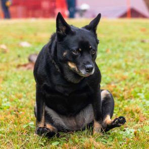 Dog sitting awkwardly on grass in a park, surrounded by blurred red fences and autumn leaves.