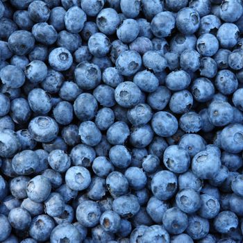 Blueberries fill the frame, displaying various shades and textures, creating a dense, natural pattern.