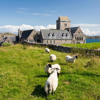 Sheep grazing in a green field, with a stone building and clear blue sea in the background.