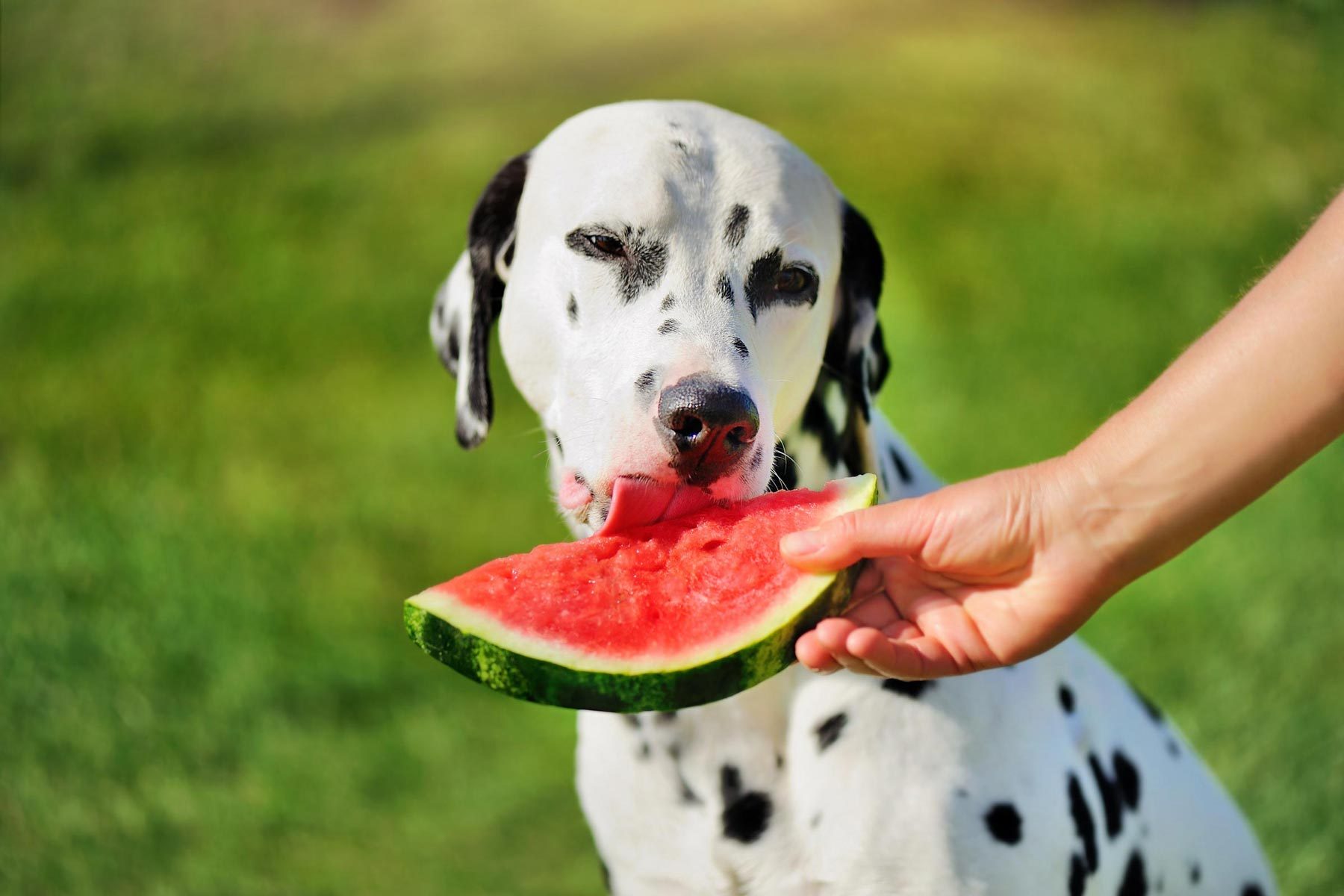 Can Dogs Eat Watermelon? Here’s What Vets Say