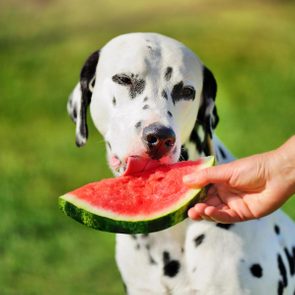 Dalmatian licking a watermelon slice held by a person, set against a blurred grassy background.