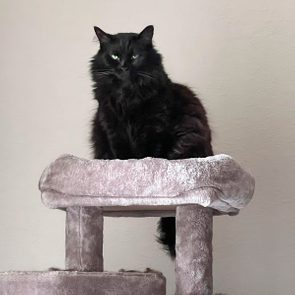 Cat sitting on cat bed