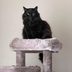 Do Cats Get Jealousâ€”and How Can You Stop Their Catty Behavior?