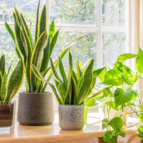 Plants sit on a wooden windowsill, basking in sunlight, with greenery visible through the window.