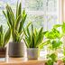 15 Good Luck Plants to Bring Fortune to Your Home