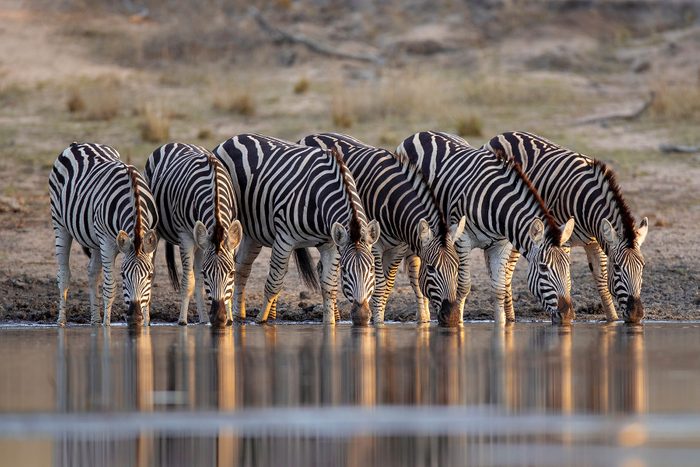 Zebras drink water, closely grouped together, with a dry, grassy landscape in the background.