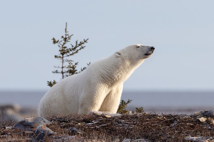Polar bear stands on rocky terrain, surrounded by sparse vegetation and a single tree, under a clear sky.