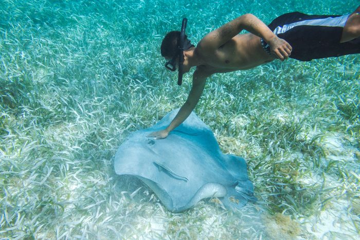 A snorkeler touches a large stingray gliding over a seabed covered in seagrass, with clear blue water surrounding them.