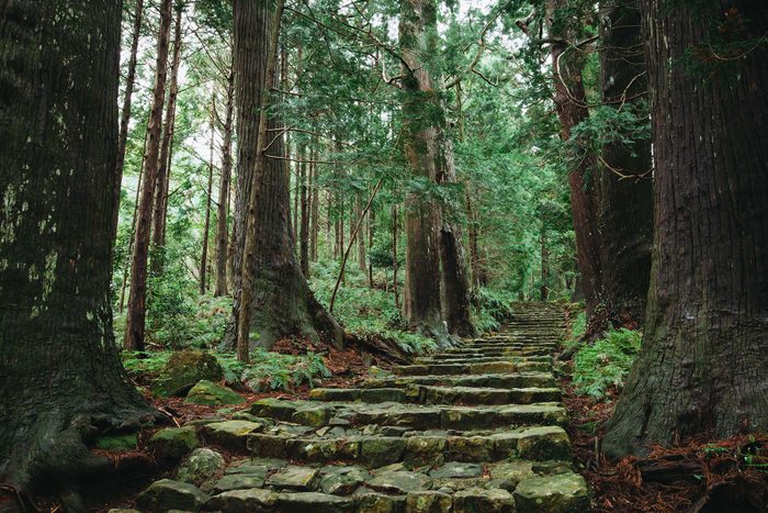 Stone steps ascend through a dense, green forest with towering trees, creating a serene natural pathway.