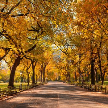 Path lined with benches sits beneath vibrant autumn trees in a sunlit park.