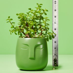 A green pot with a face design holds a succulent next to a measuring tape, set against a matching green background.