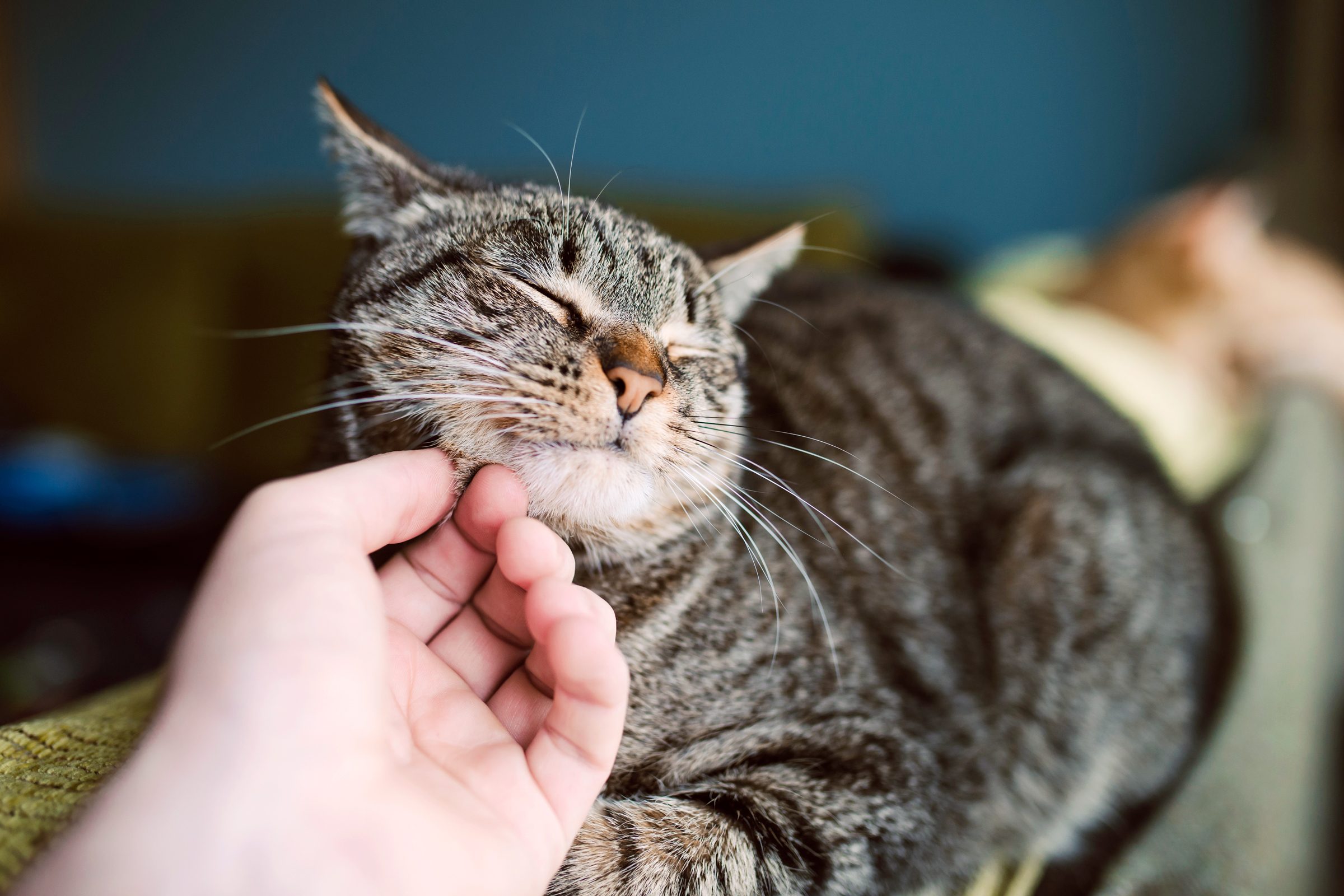 Why Do Cats Purr? 7 Reasons for This Sweet Kitty Sound