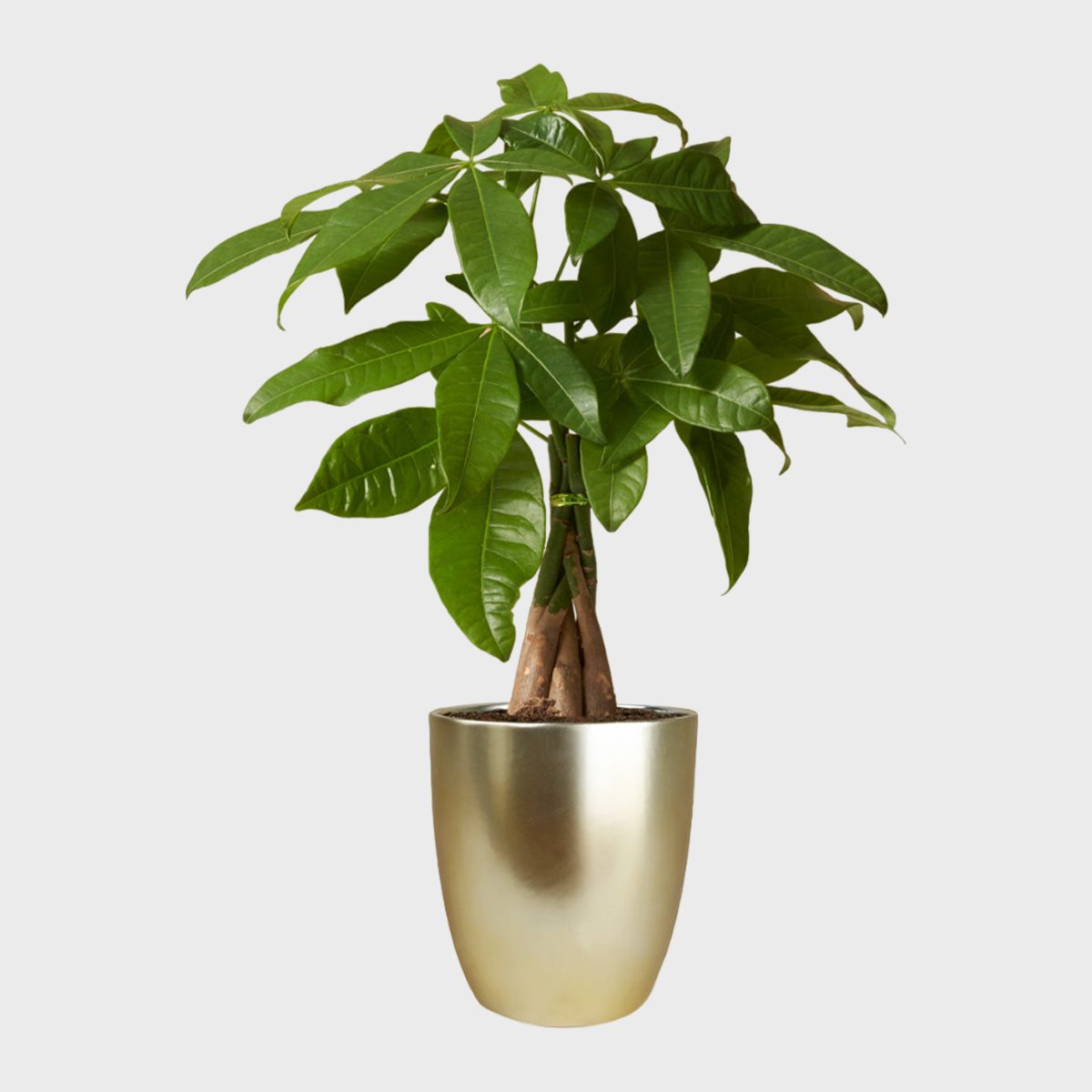 Money Tree Ecomm Via Thesill.com