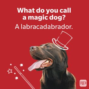 Dog wearing a drawn top hat appears magical, surrounded by stars, against a red background with text: 