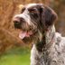 15 Wire-Haired Dog Breeds to Make Part of Your Family