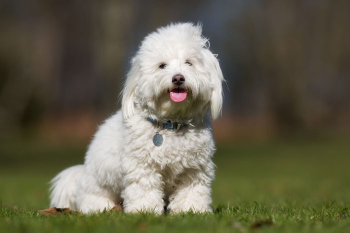 A Coton de Tulear dog outdoors in the nature on a sunny day