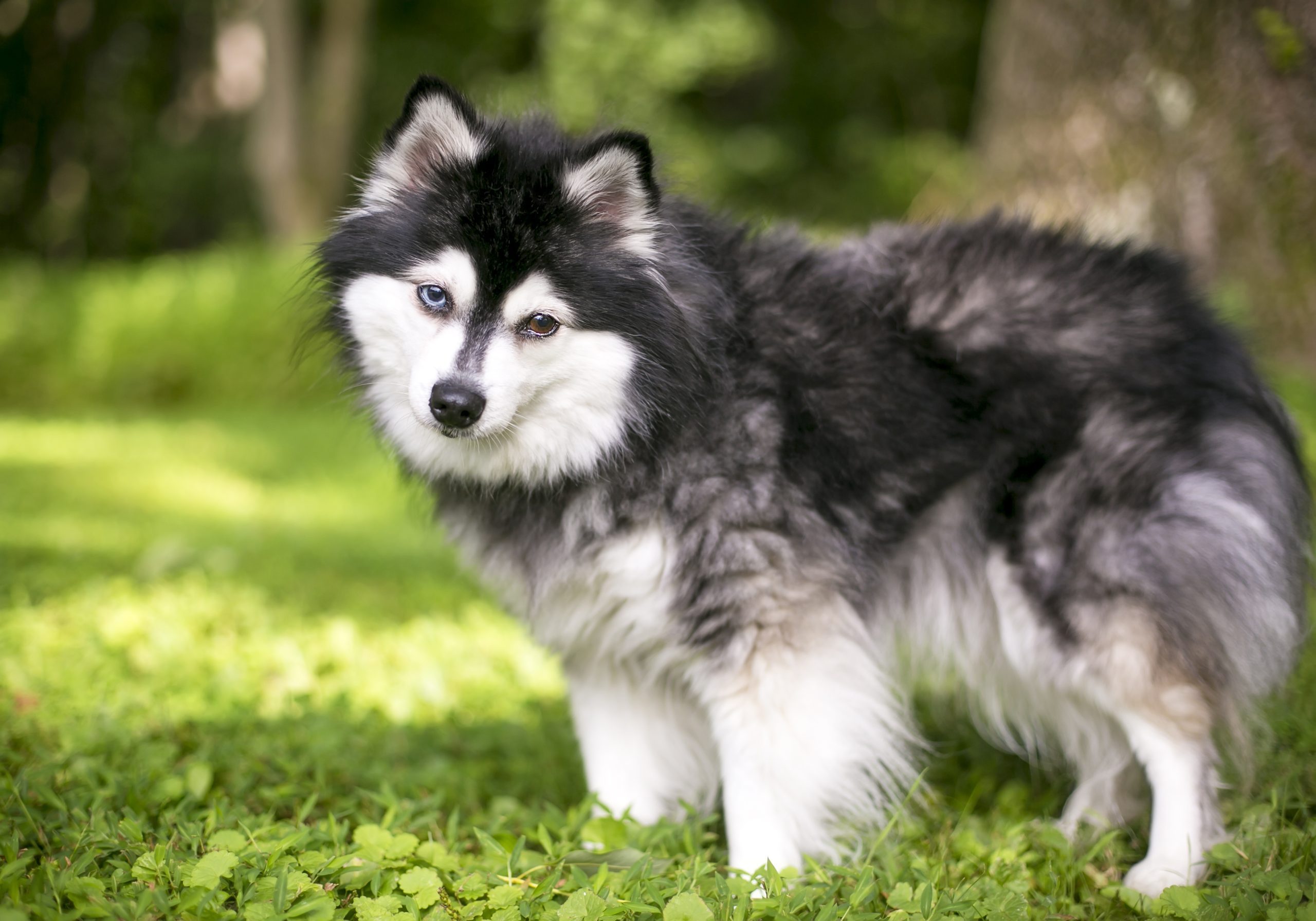 mini husky in the grass
