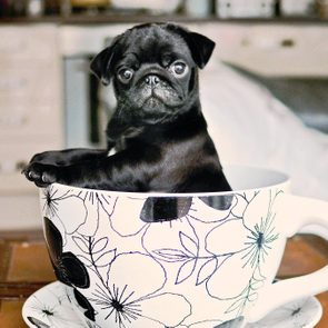 A small black pug puppy sits inside a large floral teacup on a table, with a kitchen background.