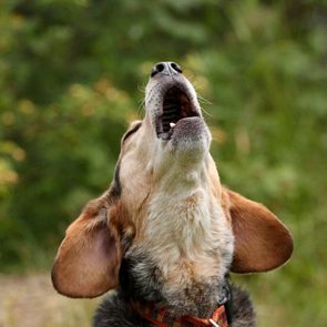 Dog howling, head tilted upward, in a green, blurred outdoor environment.