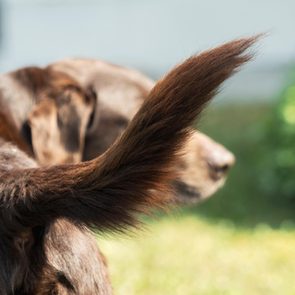 Dog's tail curves upward, blurred face in background, outside on a sunny day with green foliage.