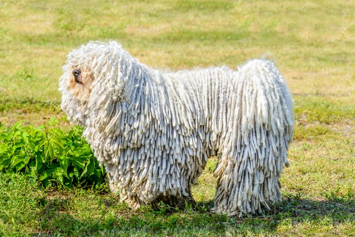 The Komondor Stands On The Grass In The Park