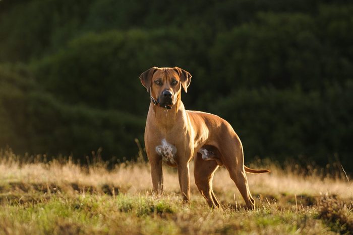 Rhodesian Ridgeback outdoors on a sunny day