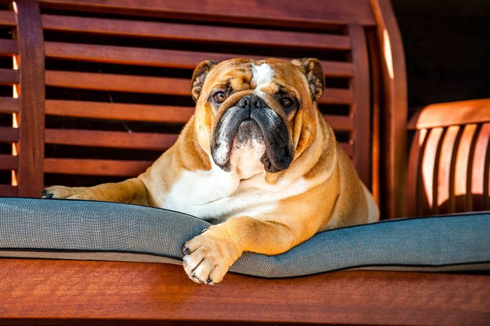 Bulldog lying down on bench