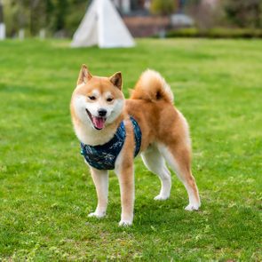 A Shiba Inu stands alertly on green grass, wearing a patterned harness, with trees and a white tent in the background.