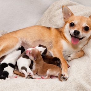 A Chihuahua nurses several small puppies, lying on a soft, cream-colored blanket with a welcoming expression.