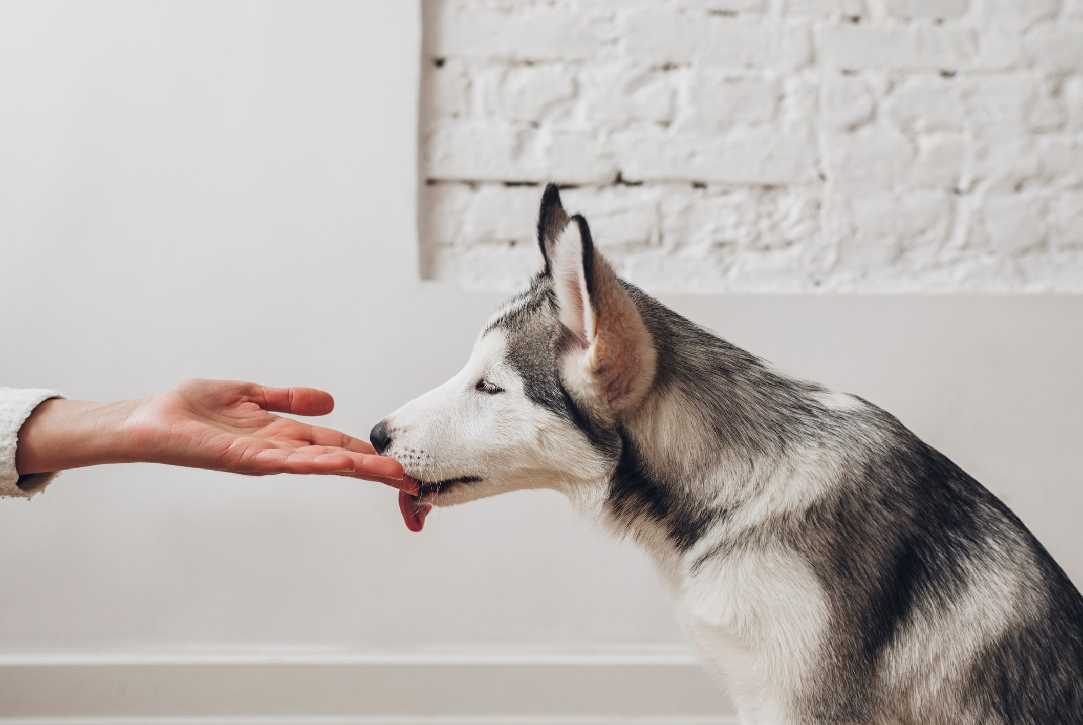 Dog and Owner Love