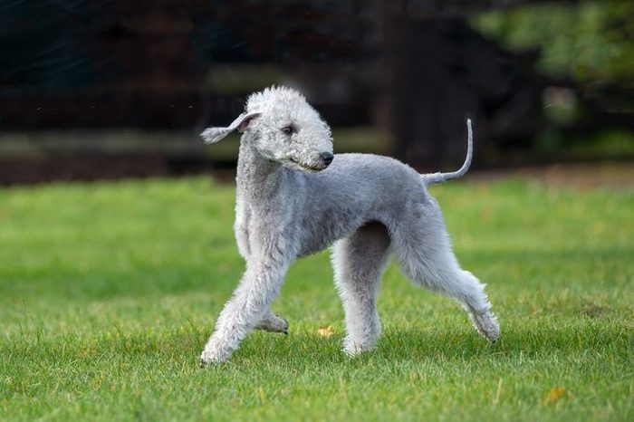 Bedlington Terrier