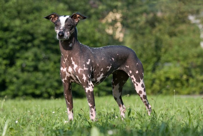 Portrait of peruvian hairless dog