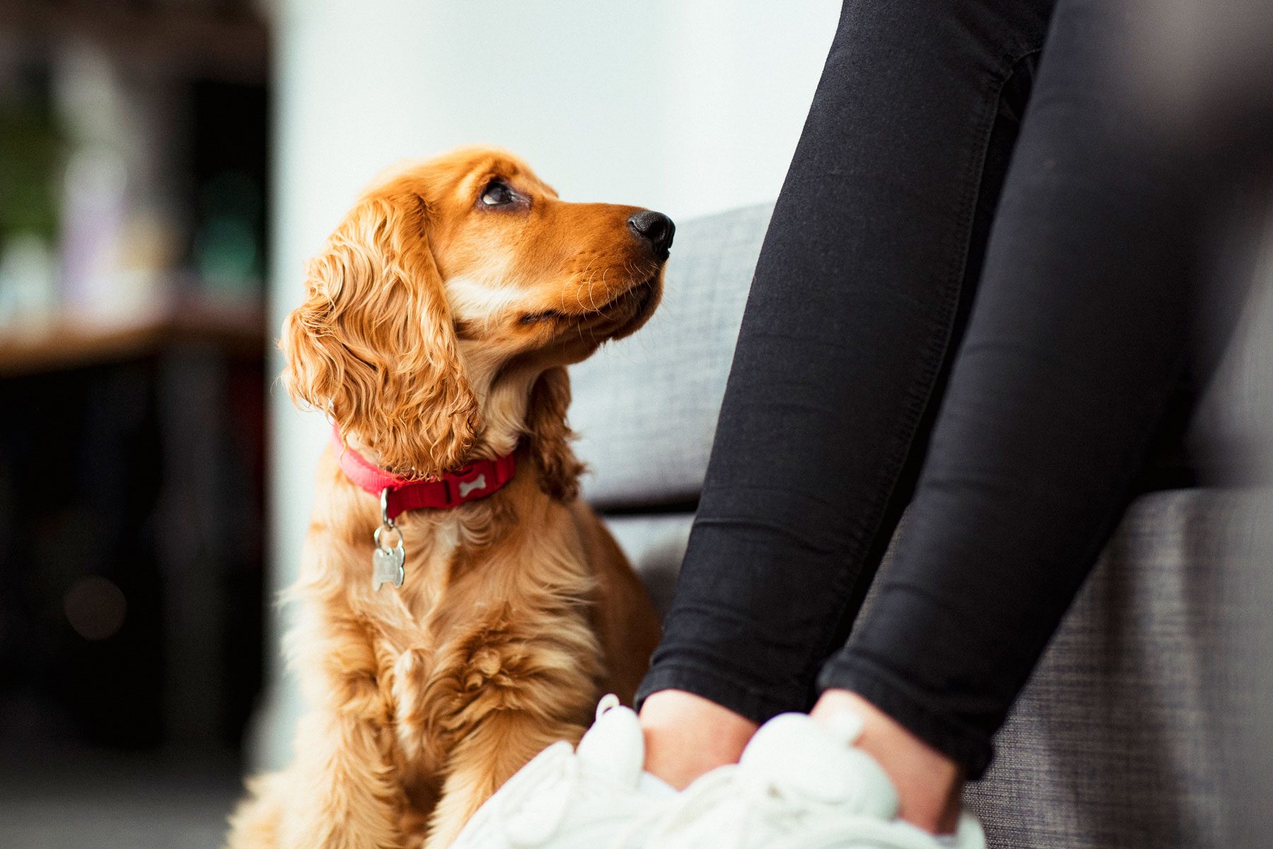 Dog gazes upward while sitting beside a person on a couch in a cozy indoor setting.
