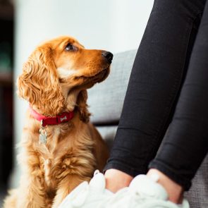 Dog gazes upward while sitting beside a person on a couch in a cozy indoor setting.