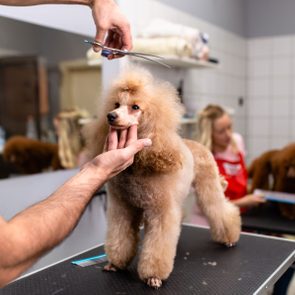 Poodle being groomed on a table by a person with scissors in a grooming salon, another person tending to a dog in the background.