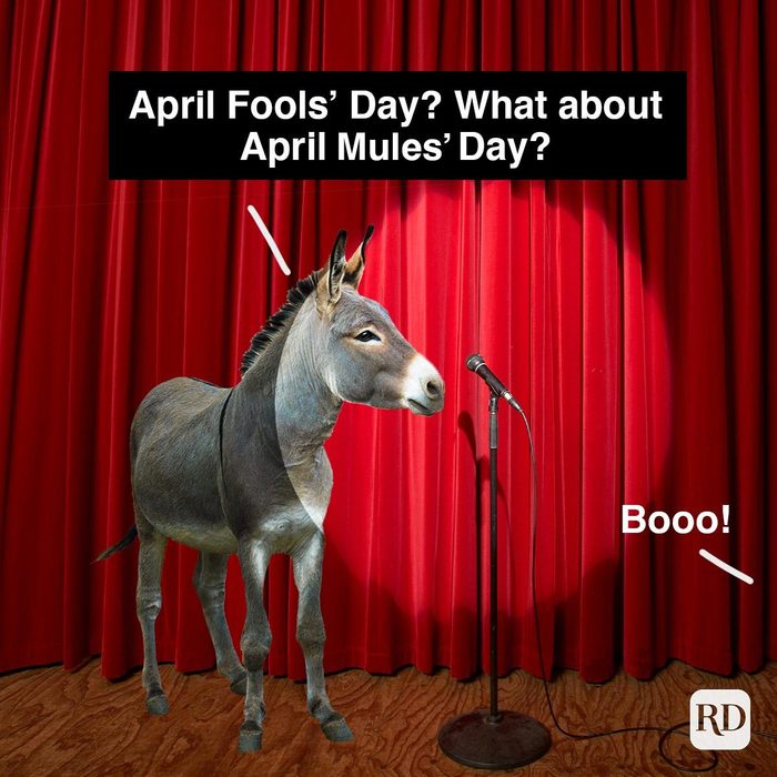 April Fools Memes To Make You Laugh After Getting Pranked April Fools Day What About April Mules Day