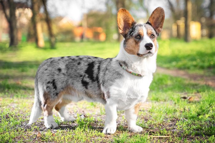 Cardigan Welsh corgi