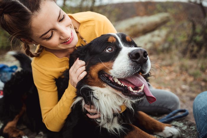 Bernese mountain dog