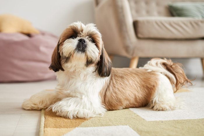 Cute Shi Tsu Dog At Home