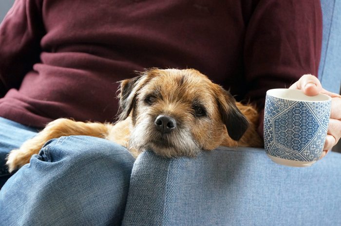 Pet Border Terrier dog