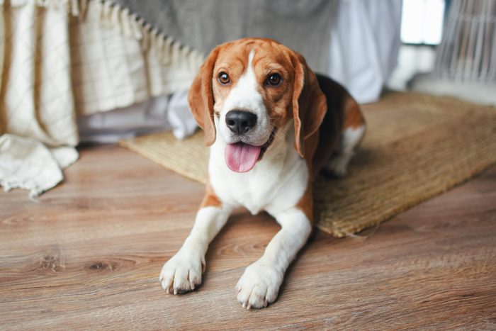 A young beagle dog lies on the floor. Pedigree dog. Home pet.