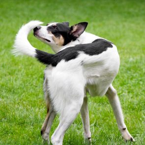A black and white dog chases its tail playfully on a green grassy lawn.