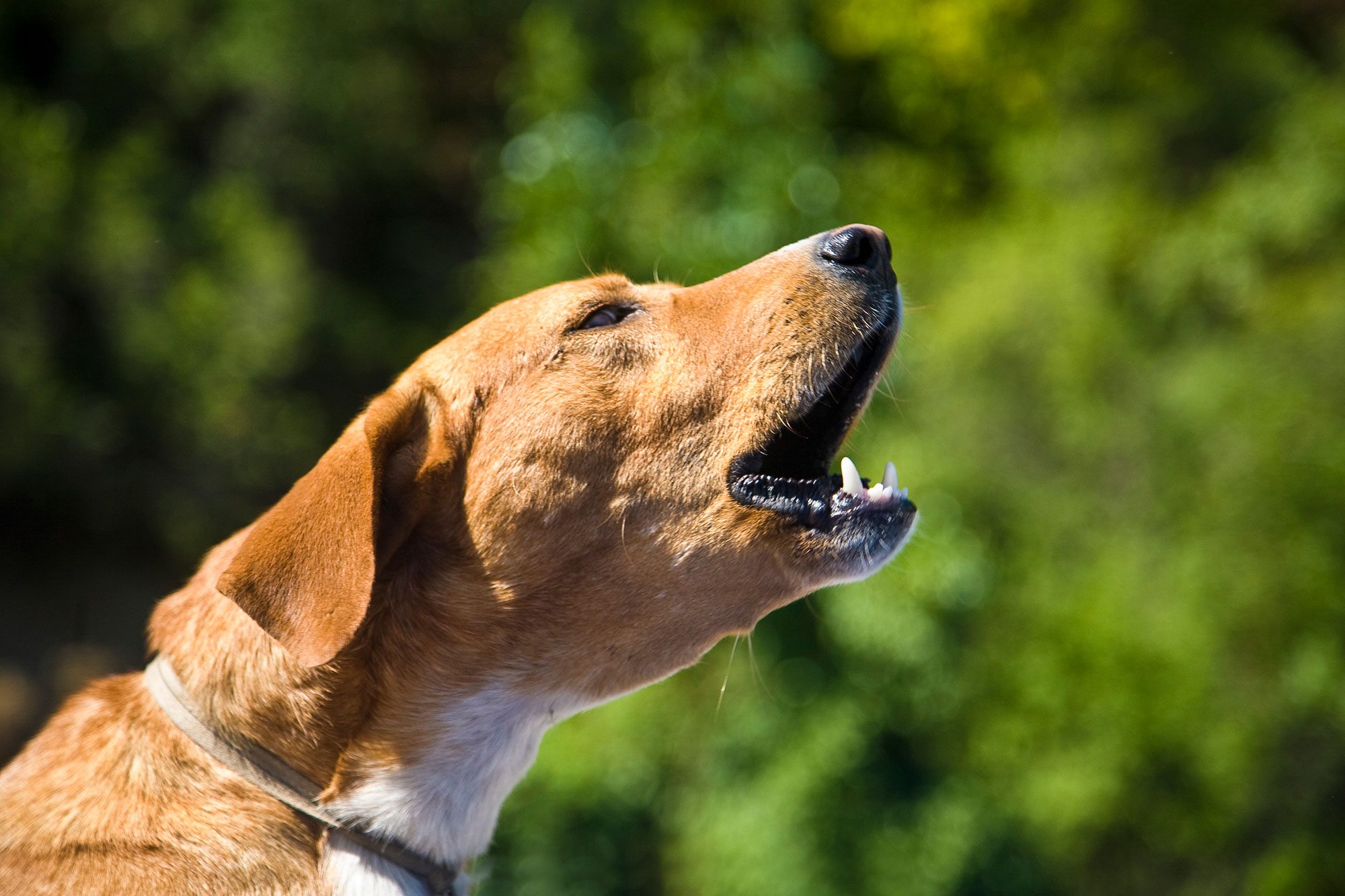 Why Do Dogs Bark—and How to Stop a Dog from Barking Too Much