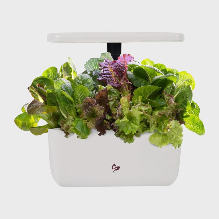 Lettuce grows in a white planter under an overhead light, showcasing various shades of green and purplish leaves against a plain background.