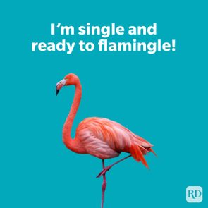 Flamingo standing gracefully on one leg, against a solid teal background; text reads, 